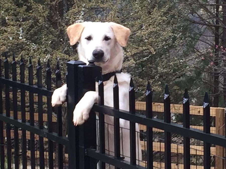 Safety pool Fence - Atlanta Georgia
